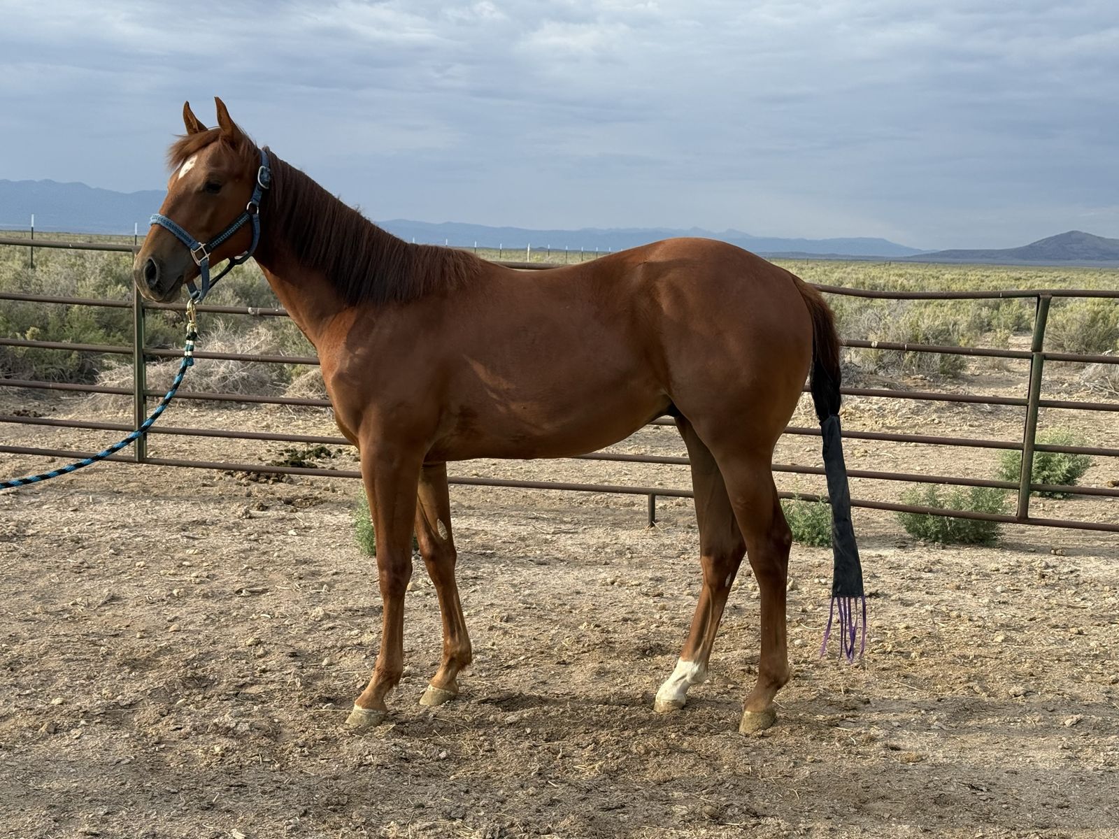 Yearling Pink/Ruby Buckle Prospect