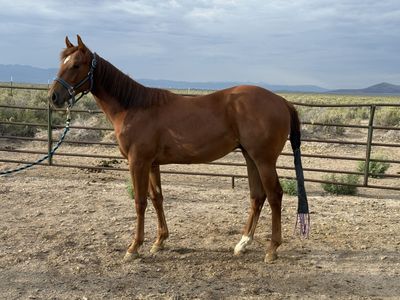 Yearling Pink/Ruby Buckle Prospect