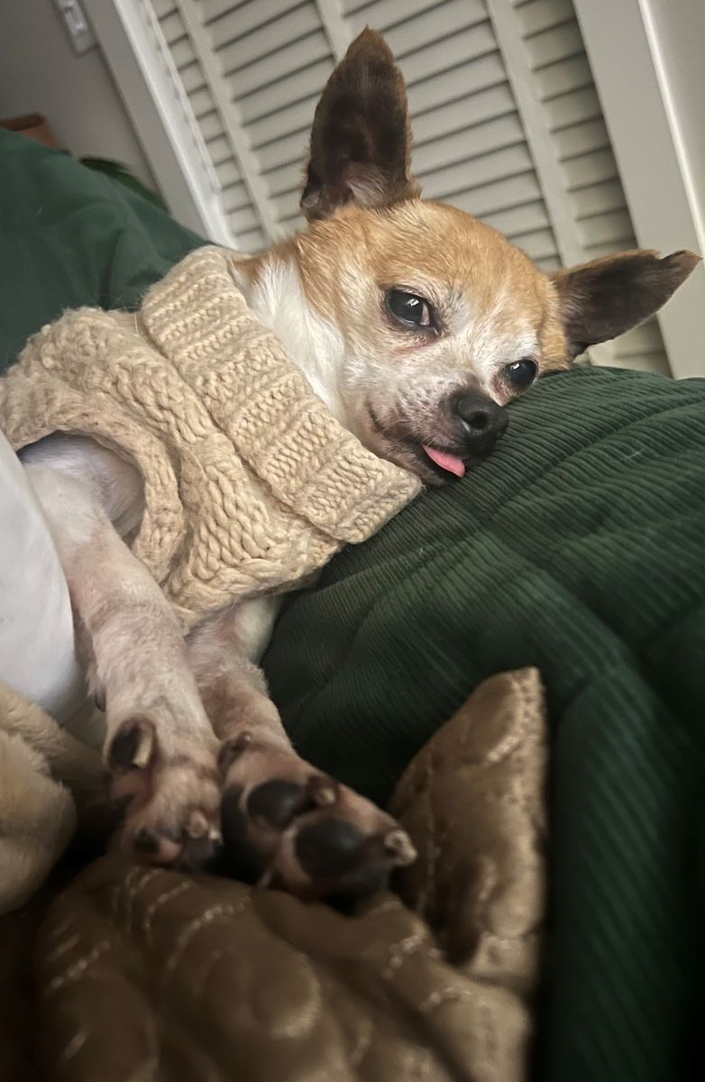 Benny the Chihuahua is Looking for his FOREVER home.
