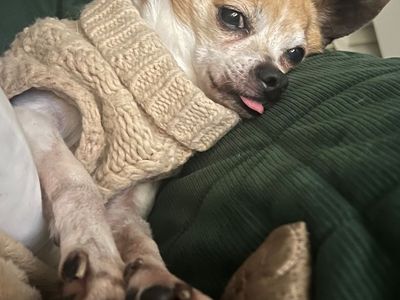 Benny the Chihuahua is Looking for his FOREVER home.