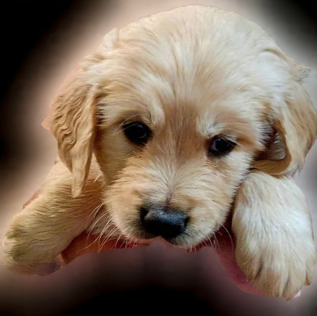 AKC Golden Retriever Puppies, Health tested Parents