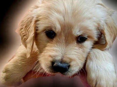 AKC Golden Retriever Puppies, Health tested Parents