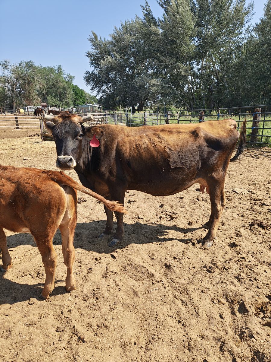 Jersey Milk Cow