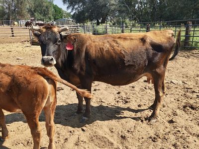 Jersey Milk Cow