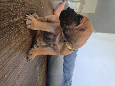 Great Dane Puppies AKC