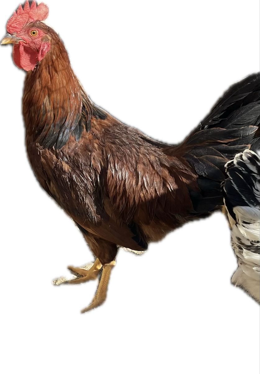 *Pending pick up* Free Roosters BCM, Ameraucana, and Easter Egger