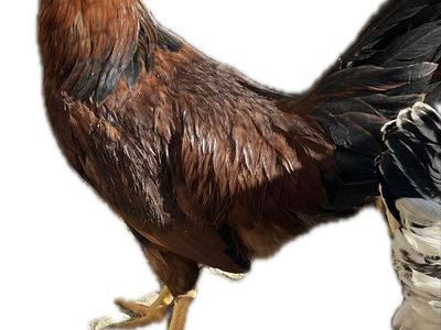 *Pending pick up* Free Roosters BCM, Ameraucana, and Easter Egger