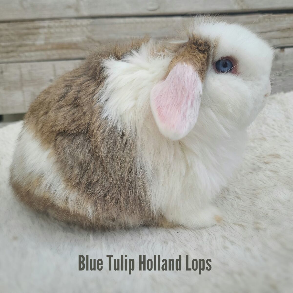 Chocolate Chestnut Vienna Holland Lop