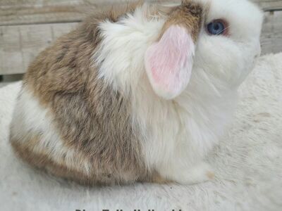 Chocolate Chestnut Vienna Holland Lop