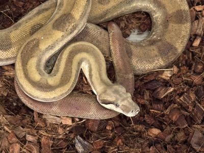 2023 female hypo fire motley boa