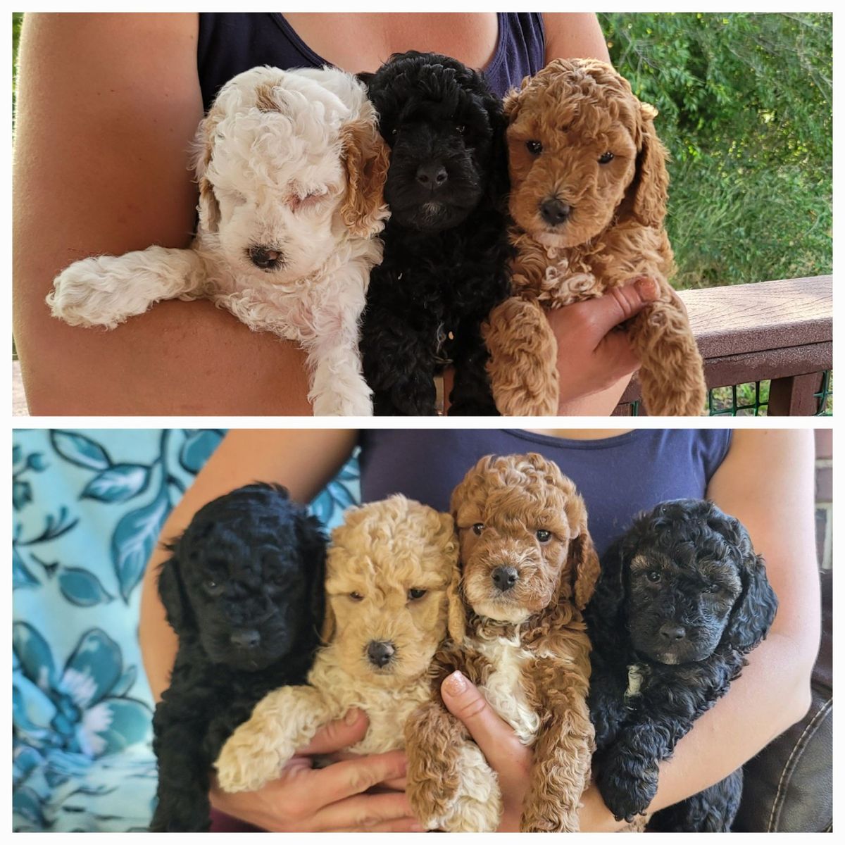 Multi generation Mini Goldendoodles