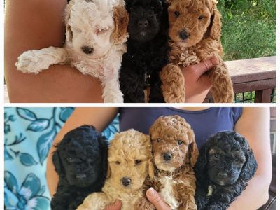 Multi generation Mini Goldendoodles