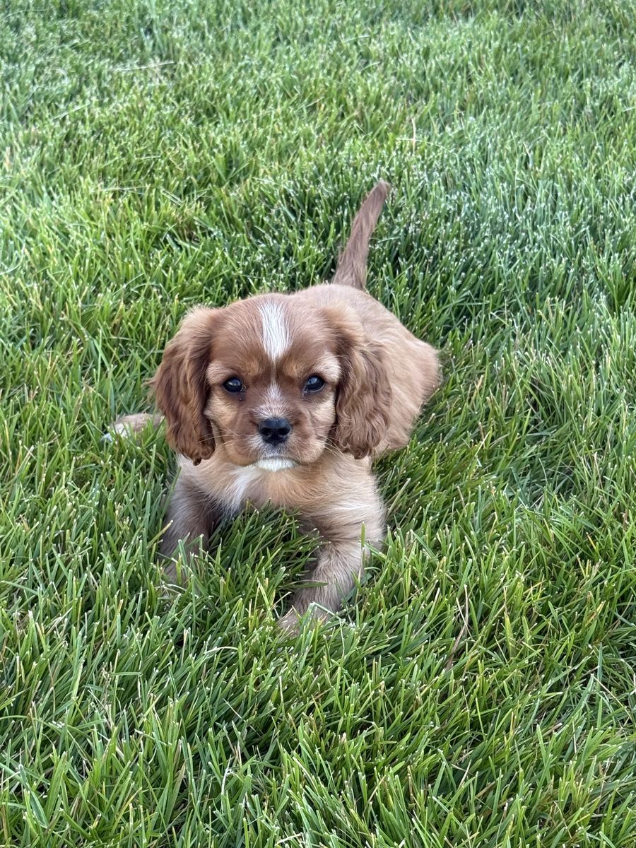 AKC Cavaliers King Charles Spaniel ckcs