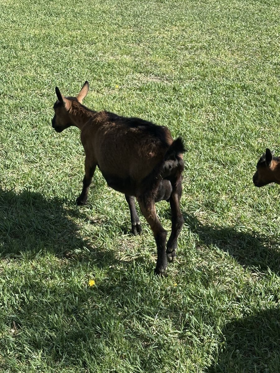 Goat