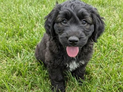 F1 Mini Aussidoodle Puppies