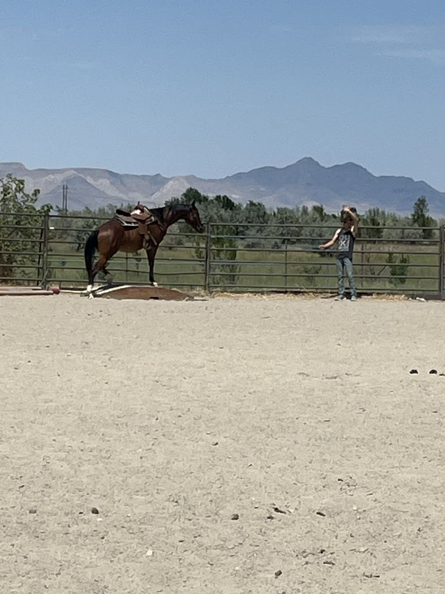 5 year old gelding