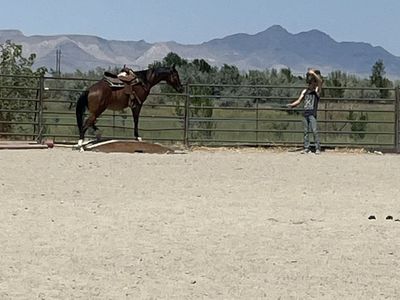 5 year old gelding