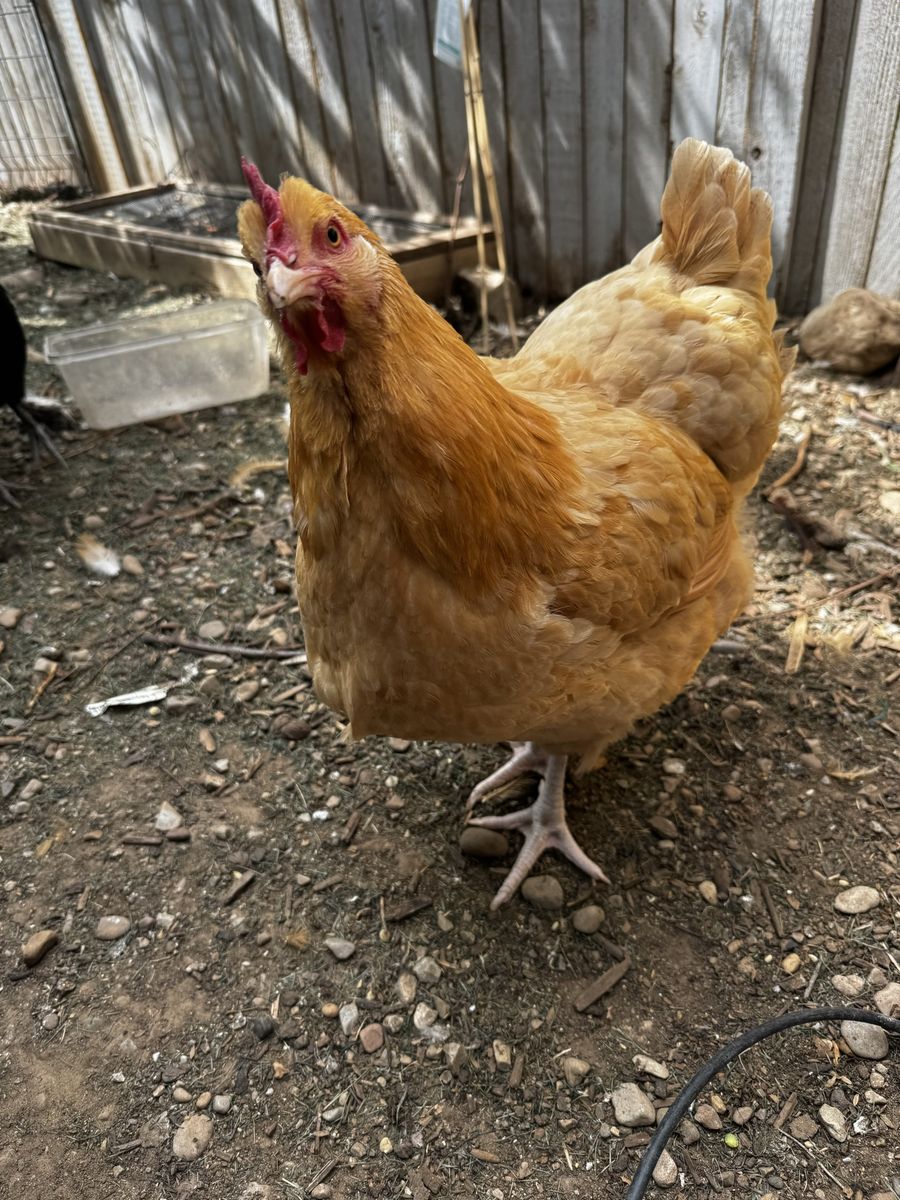 Buff Orpington Hen *Broody*
