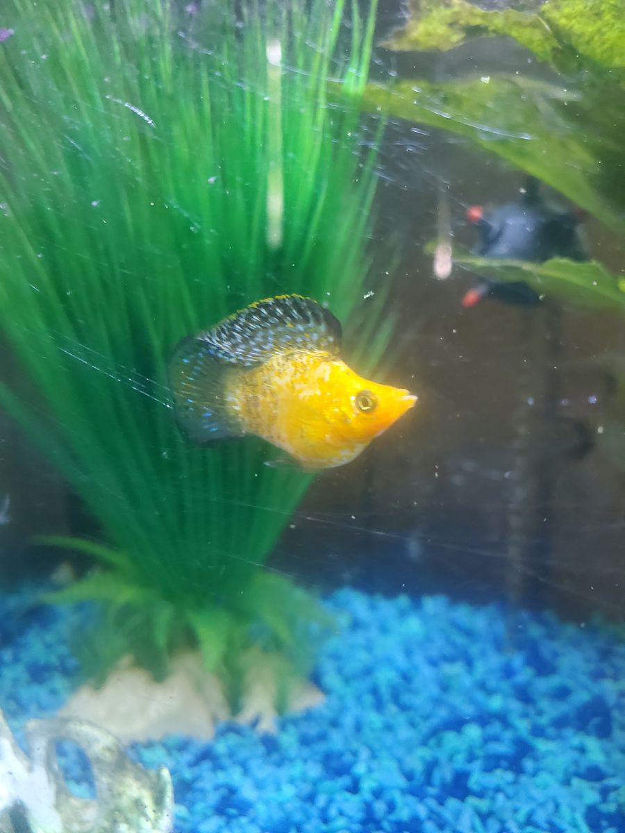 Balloon belly molly