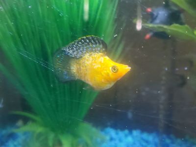 Balloon belly molly