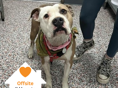 Hello my name is Violet