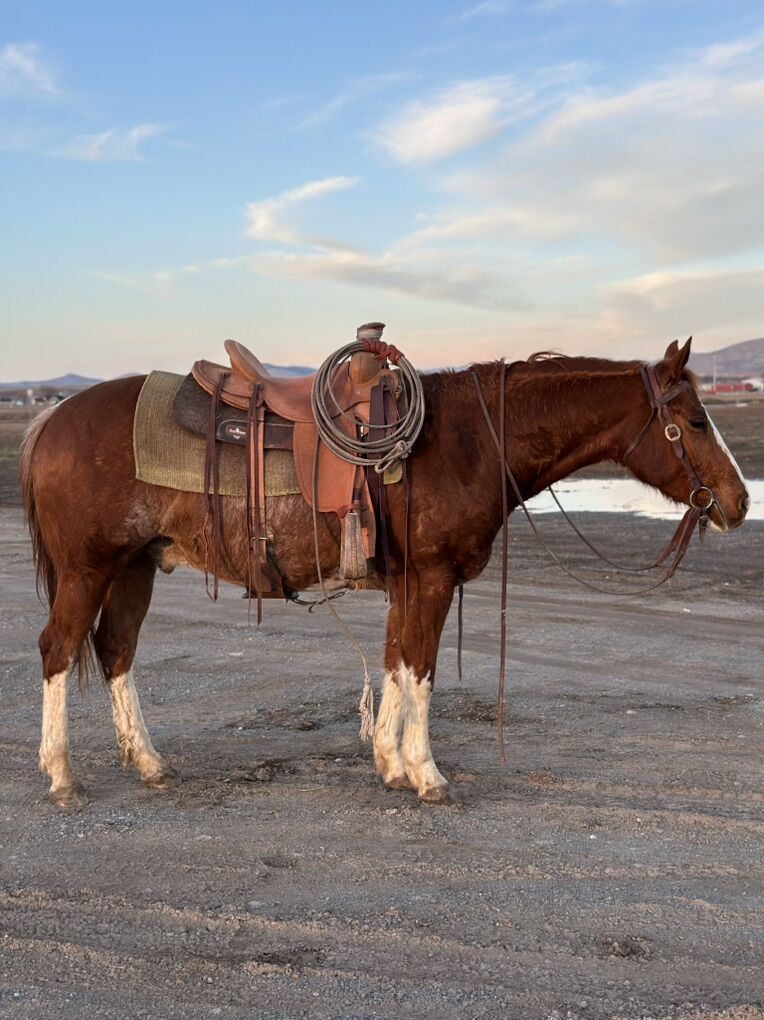 Flashy Rabicano Sorrel AQHA Gelding - 5 Years Old