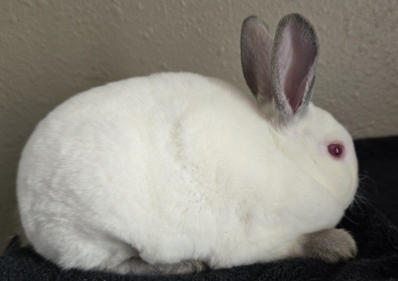 Mini Rex Doe
