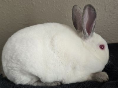 Mini Rex Doe