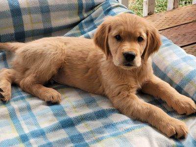 AKC DNA Male Golden Retriever Puppy