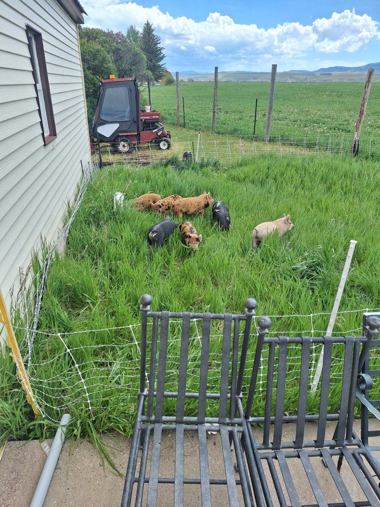 Idaho Pasture Pigs