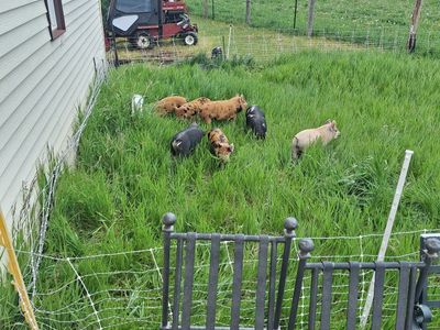 Idaho Pasture Pigs