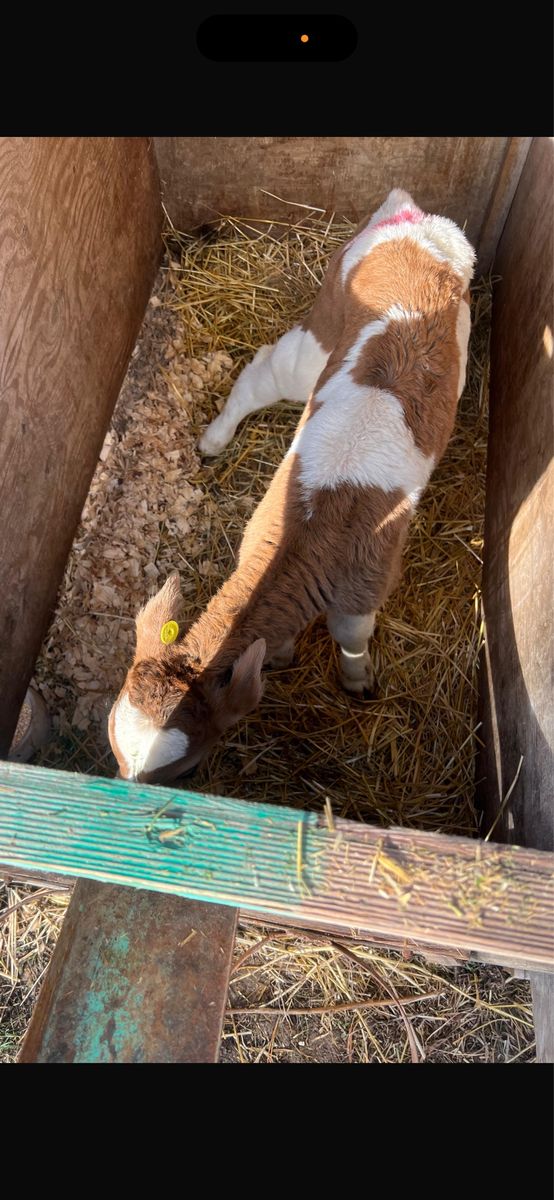 Bottle calves