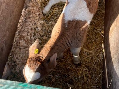 Bottle calves