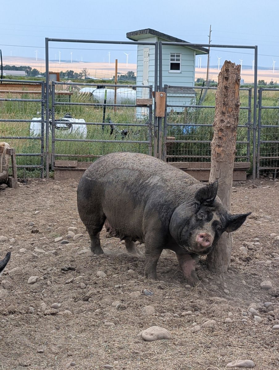 Berkshire sow for sale