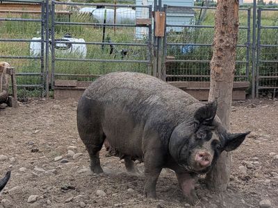 Berkshire sow for sale