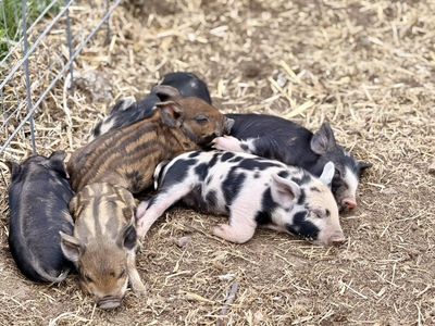 Idaho Pasture Pig
