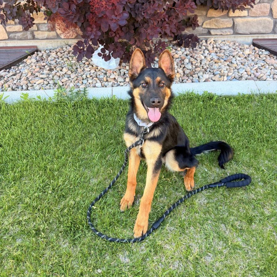 German Shepherd Rottweiler Mix Female Puppy