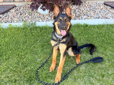 German Shepherd Rottweiler Mix Female Puppy