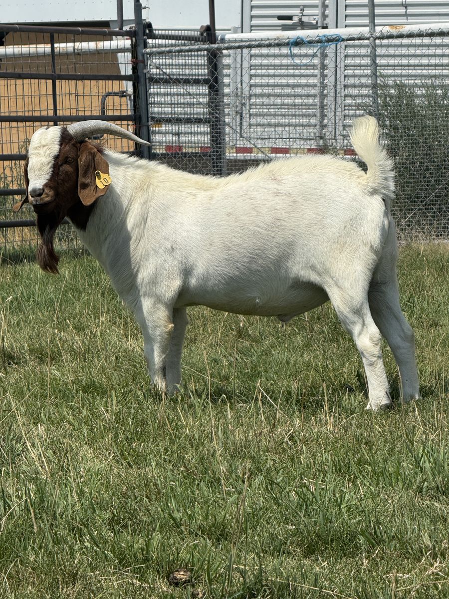 Boer Billy