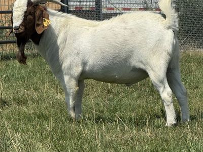 Boer Billy