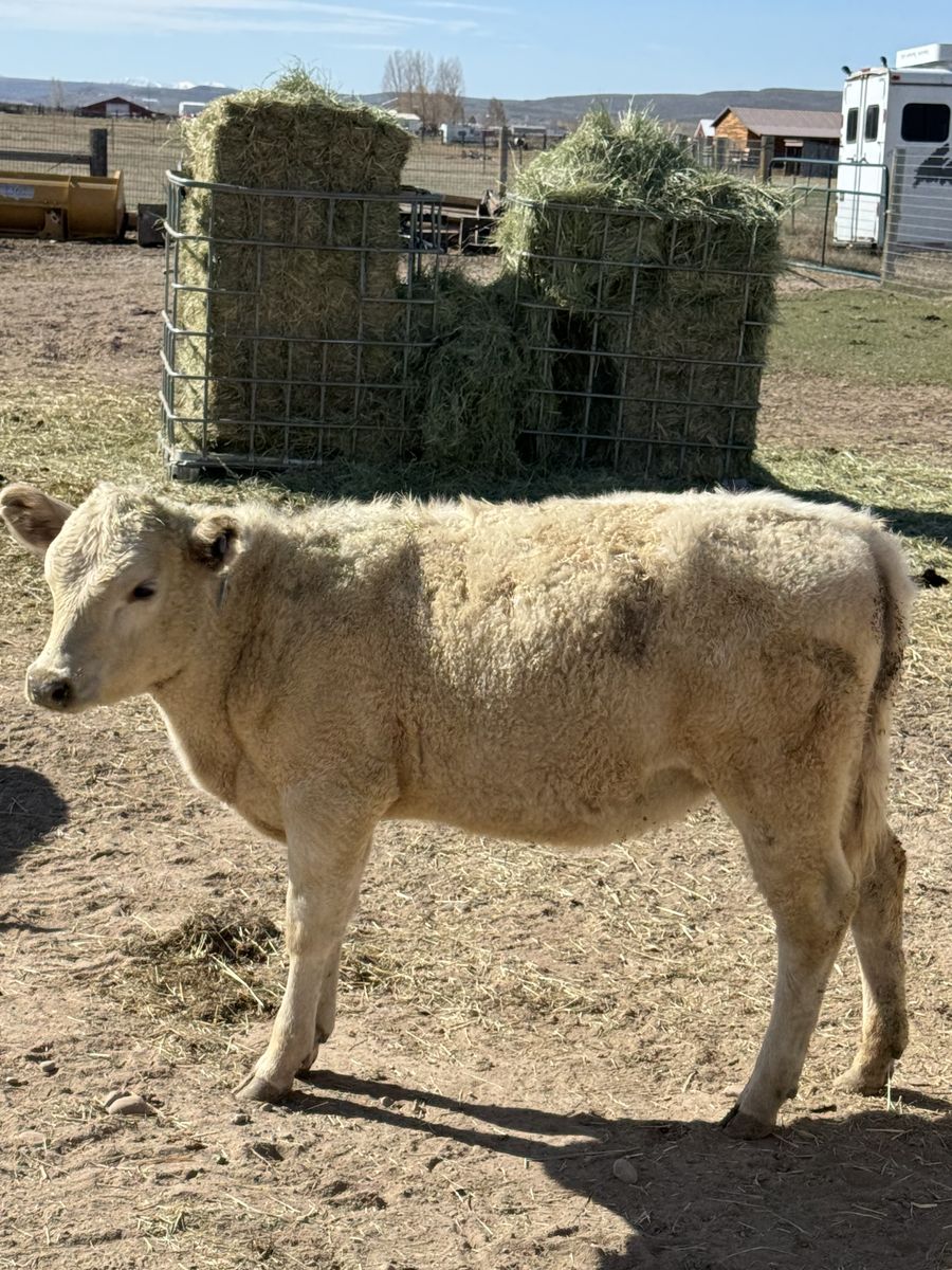 Murray Grey Heifers For Sale