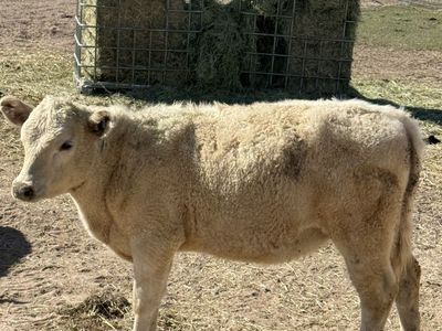 Murray Grey Heifers For Sale