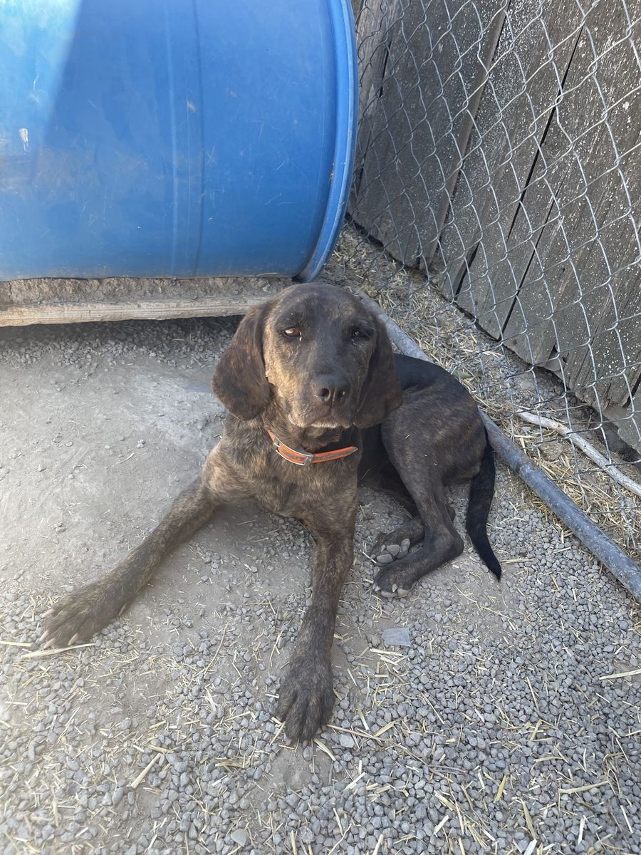 4 year old plott hound