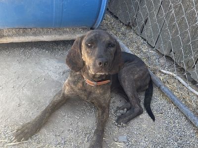 4 year old plott hound
