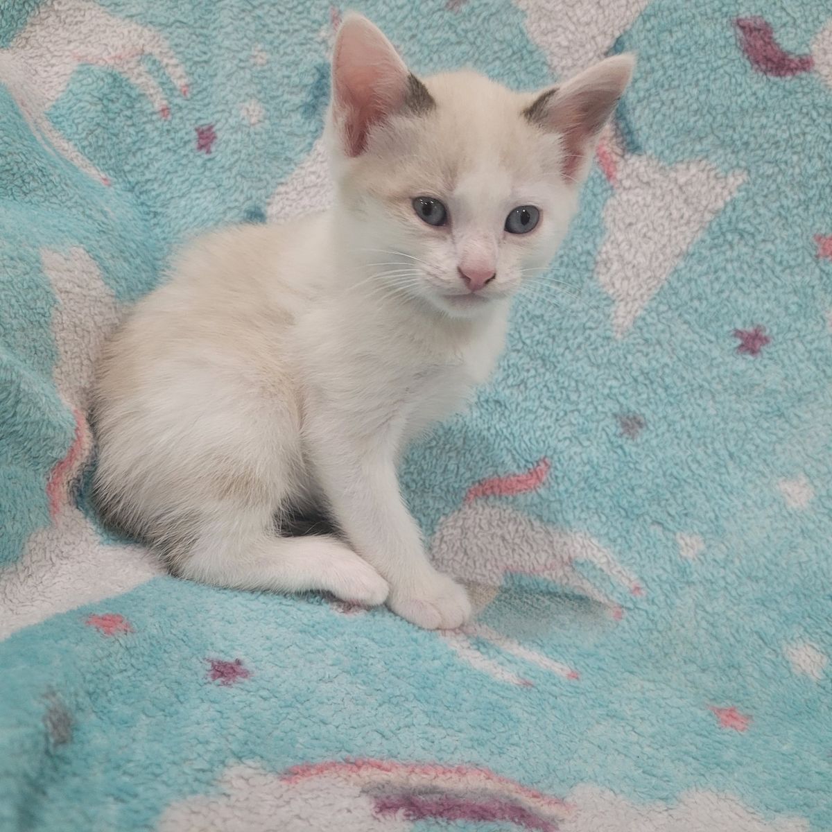 Beautiful kittens!