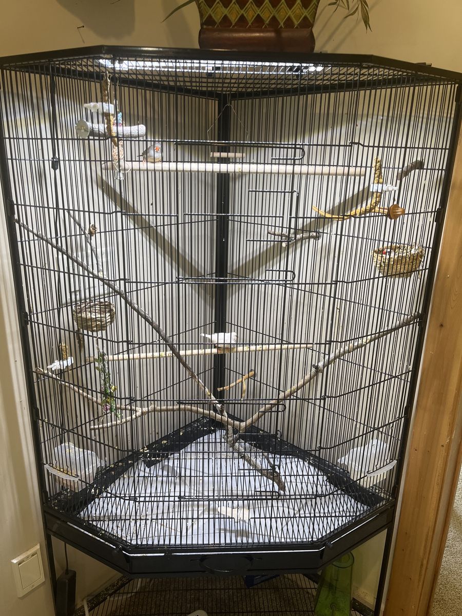 Zebra Finches + Cage