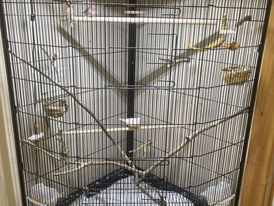 Zebra Finches + Cage