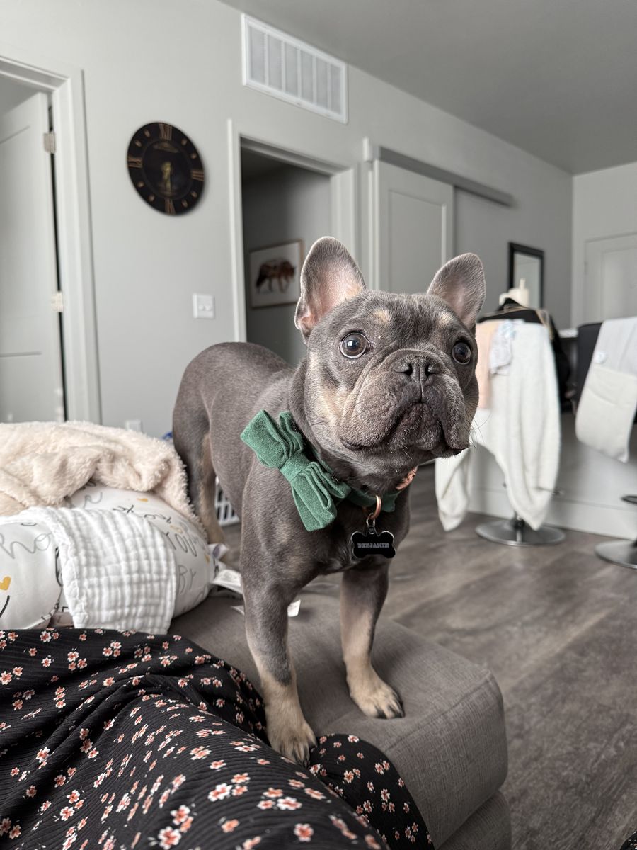 Beautiful 2-Year-Old Male French Bulldog (Frenchie) Loving Home Needed