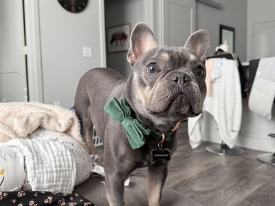 Beautiful 2-Year-Old Male French Bulldog (Frenchie) Loving Home Needed