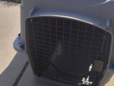 Petco Gray Plastic Pet Carrier Dog Cat Crate Travel Kennel with Top Handle